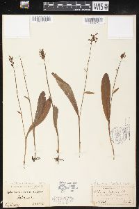 Platanthera clavellata image