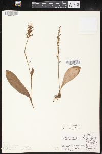 Platanthera clavellata image