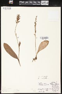 Platanthera obtusata image