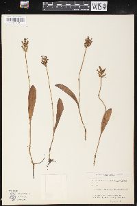 Platanthera clavellata image