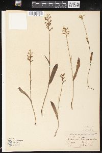 Platanthera clavellata image