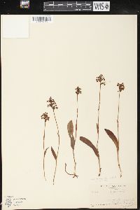 Platanthera clavellata image