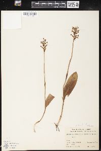 Platanthera clavellata image