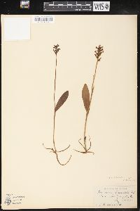 Platanthera clavellata image