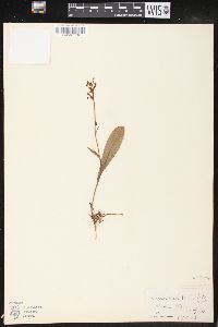 Platanthera clavellata image