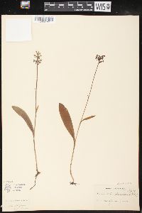 Platanthera clavellata image