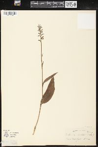 Platanthera clavellata image