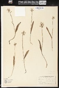 Platanthera clavellata image