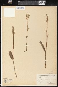 Platanthera clavellata image