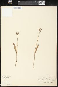 Platanthera clavellata image