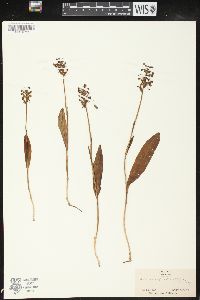 Platanthera clavellata image