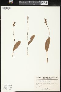 Platanthera clavellata image