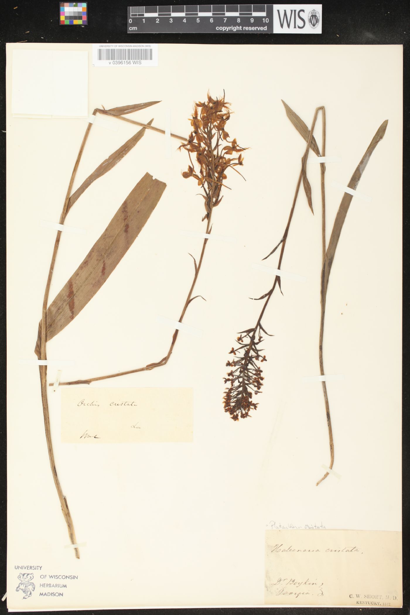 Platanthera cristata image