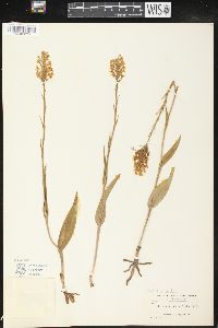 Platanthera cristata image