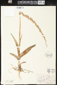 Platanthera dilatata image