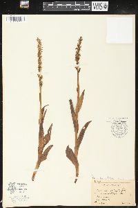 Platanthera dilatata image