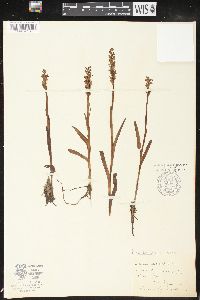 Platanthera dilatata image