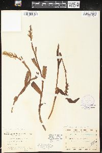 Platanthera dilatata image