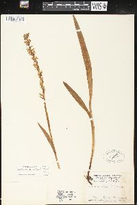 Platanthera dilatata image