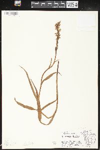 Platanthera dilatata image