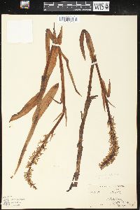 Platanthera dilatata image