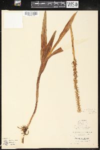 Platanthera dilatata image