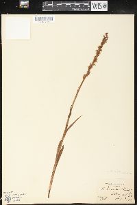 Platanthera dilatata image