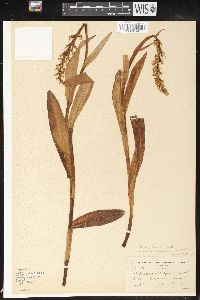 Platanthera dilatata image