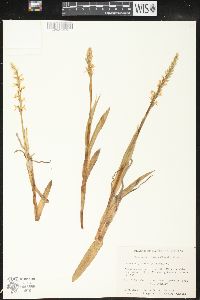 Platanthera dilatata image