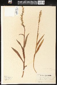 Platanthera dilatata image