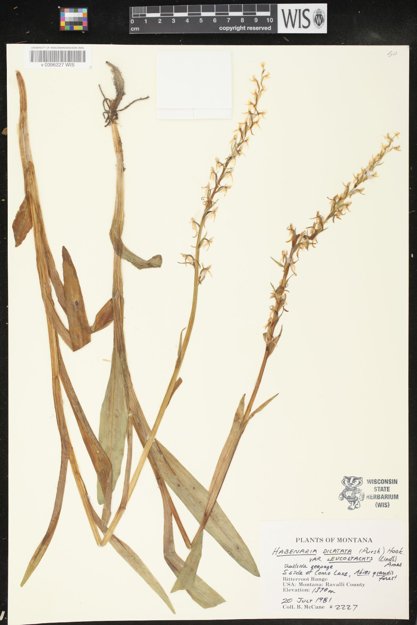 Platanthera dilatata var. leucostachys image