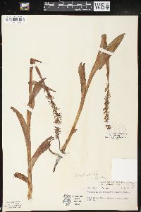 Platanthera dilatata var. leucostachys image