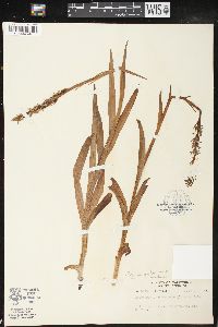 Platanthera dilatata var. leucostachys image