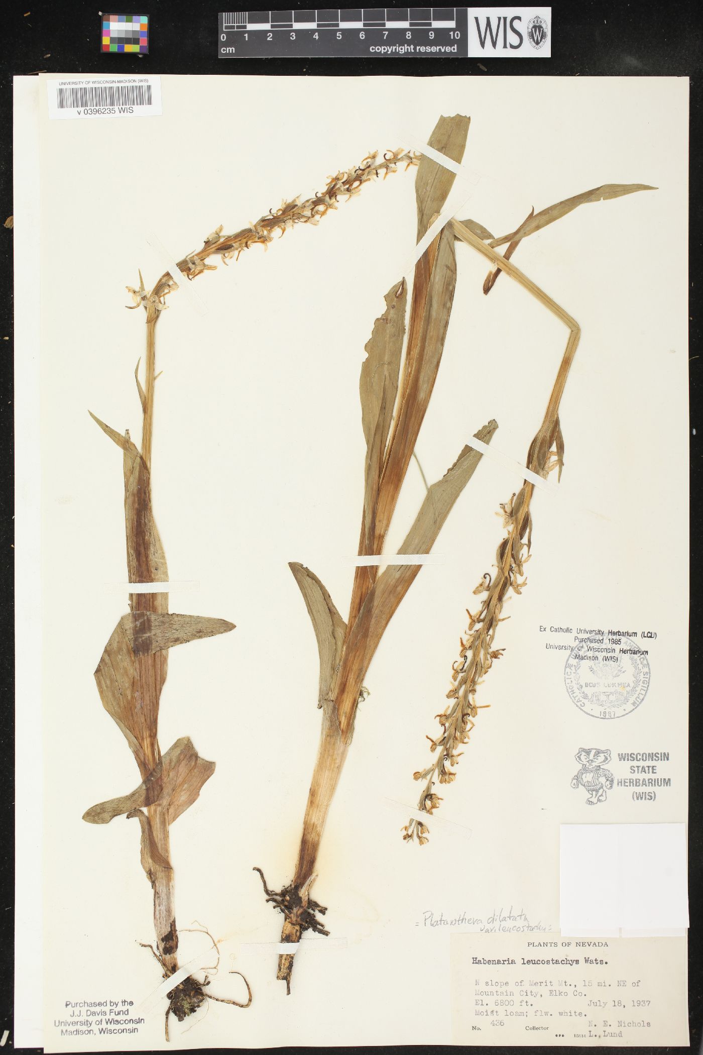 Platanthera dilatata var. leucostachys image