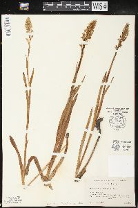 Platanthera dilatata image