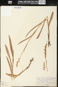 Platanthera dilatata var. leucostachys image