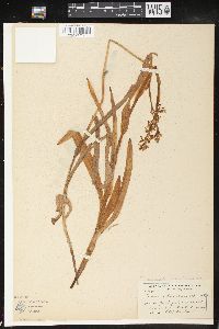 Platanthera dilatata image