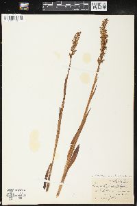 Platanthera dilatata var. leucostachys image