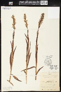 Platanthera dilatata image