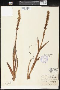Platanthera dilatata var. leucostachys image
