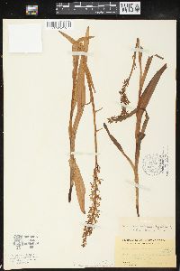 Platanthera dilatata image