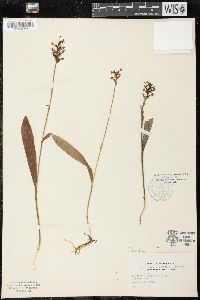 Platanthera flava image