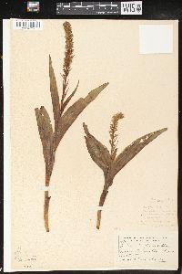 Platanthera flava image