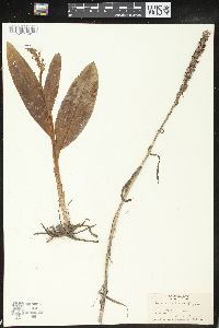 Platanthera flava image