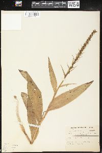 Platanthera flava image