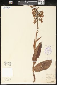 Platanthera grandiflora image