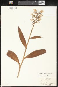 Platanthera grandiflora image