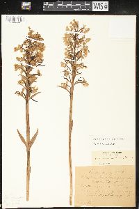 Platanthera grandiflora image