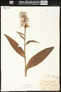 Platanthera grandiflora image