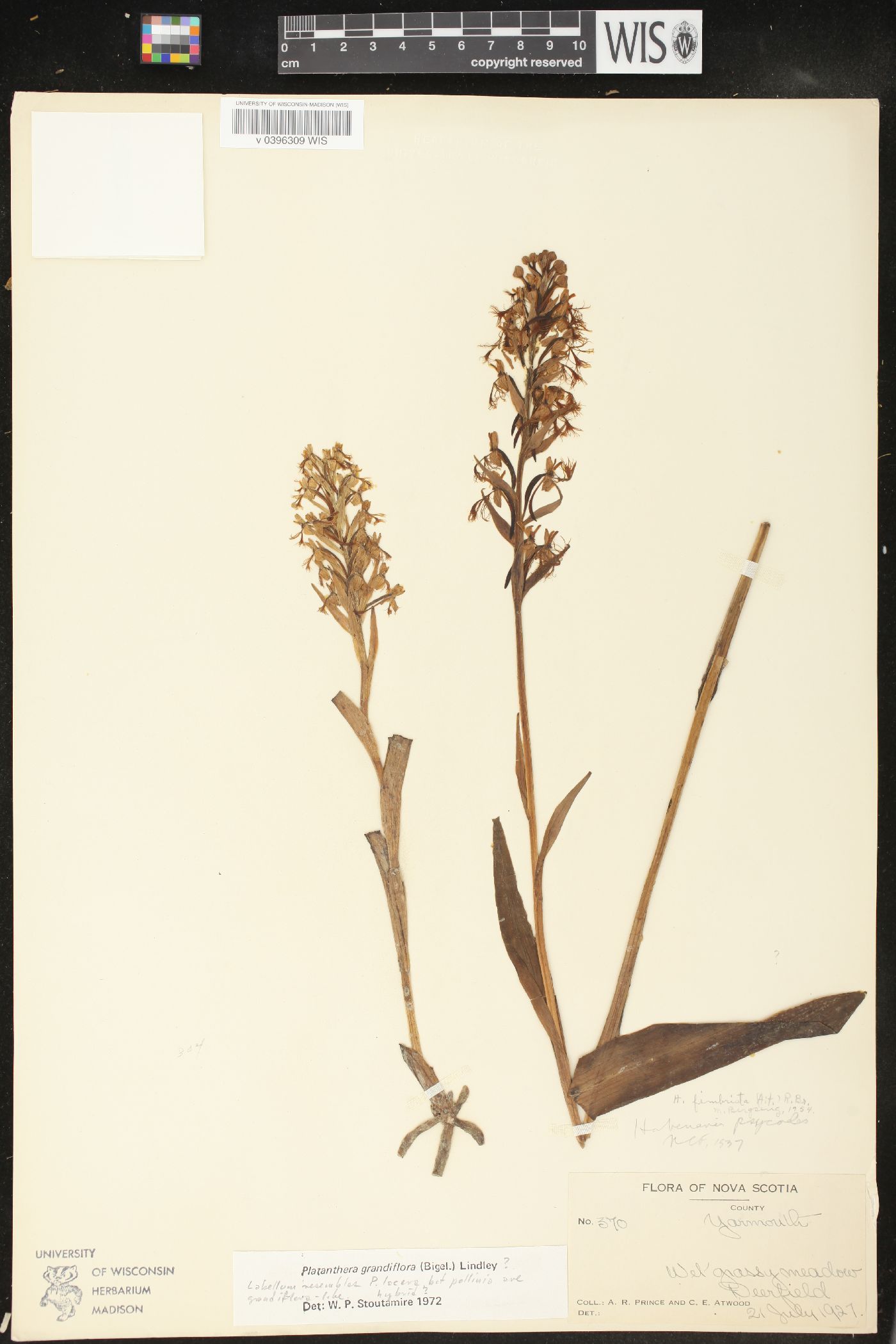 Platanthera grandiflora image